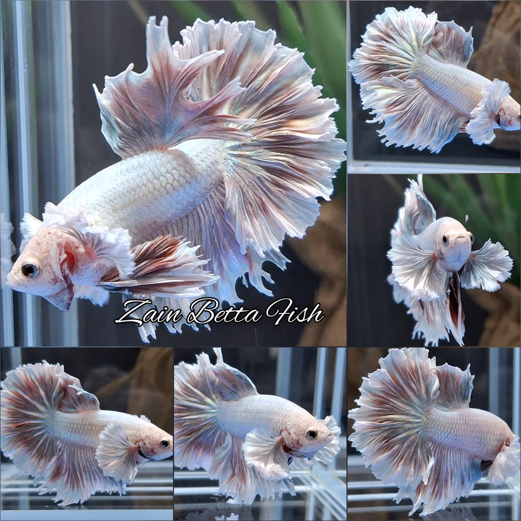 Halfmoon King Feathertail Dumbo Ear Dragon Rose Gold Aurora Rare Betta Fish Male