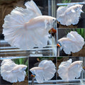 OHM Halfmoon Rosetail White Platimum Betta Fish Male