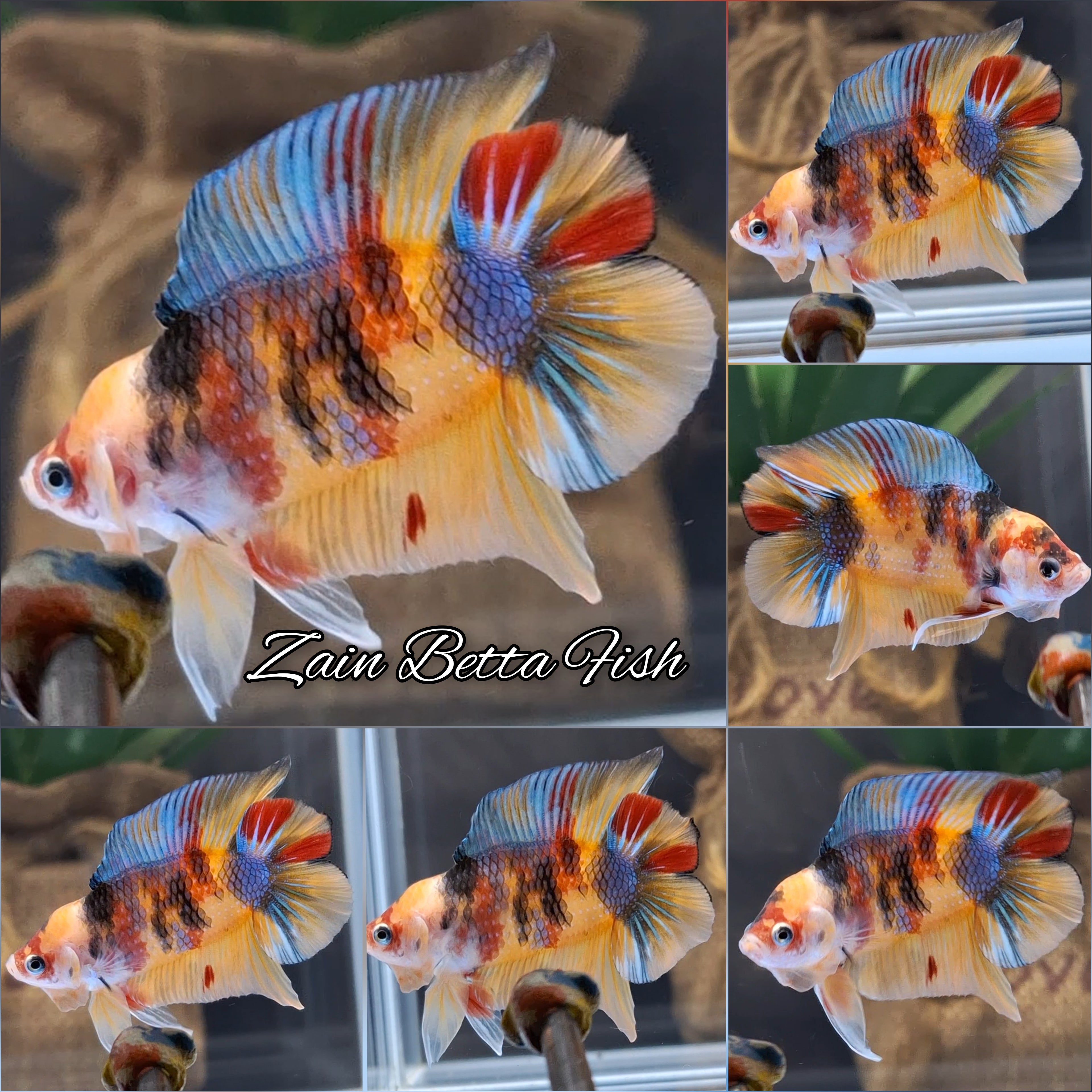 Double Tail Fancy Candy Koi Yellow Base HMPK Betta Fish Male