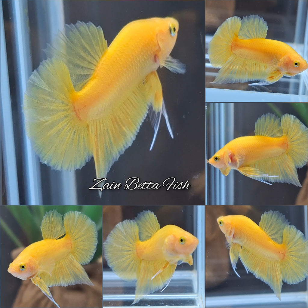 Junior Yellow Solid Color Plakat HMPK Betta Fish Male