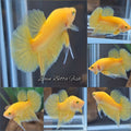 Junior Yellow Solid Color Plakat HMPK Betta Fish Male