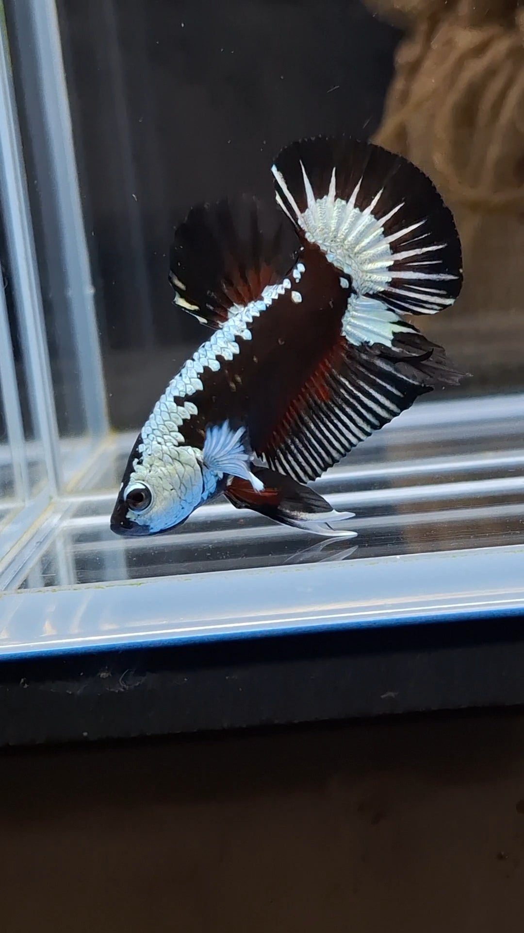 Samurai Black Mamba Snow Plakat HMPK Premium Betta Fish Male