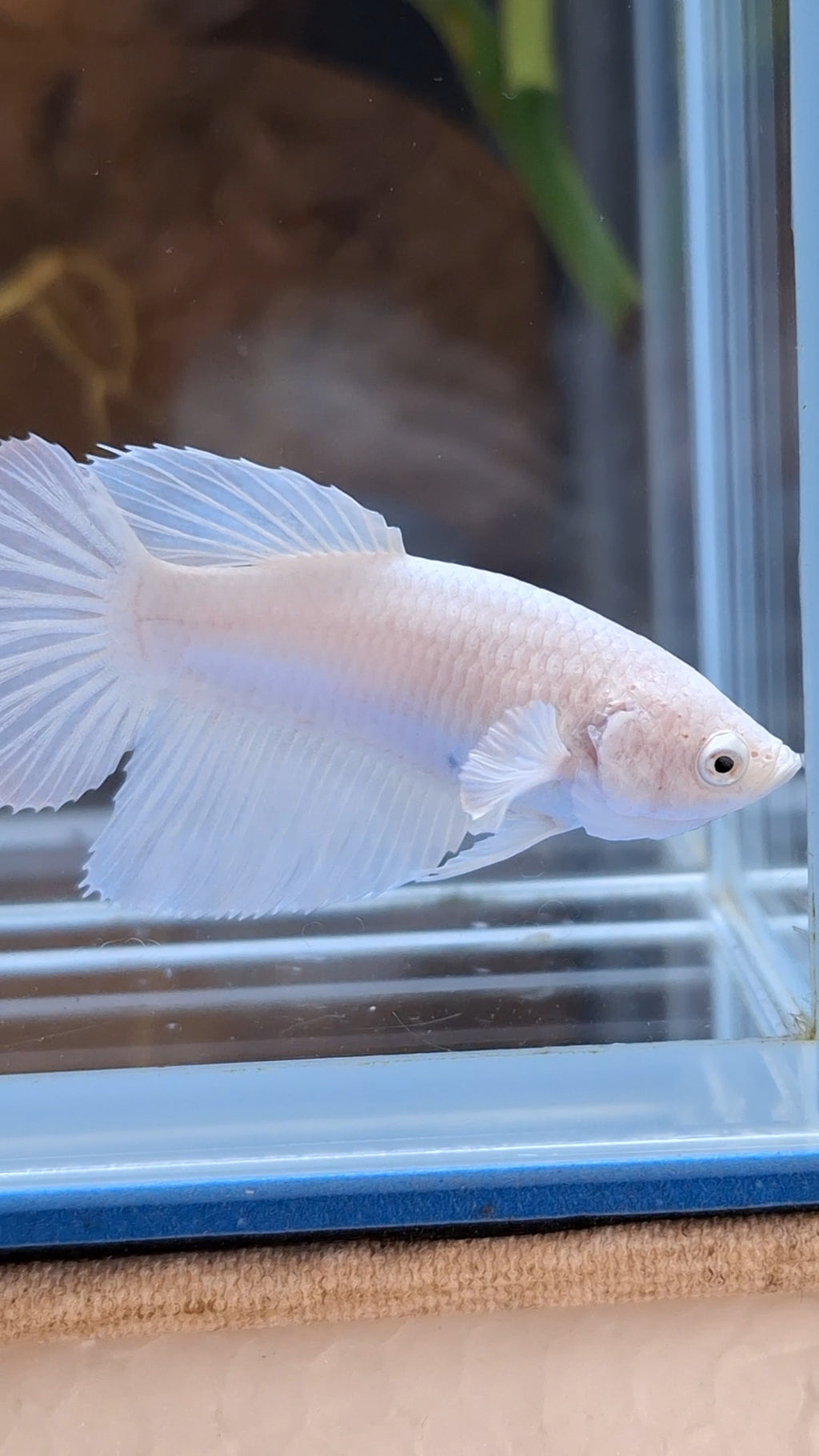 Halfmoon White Platinum Female Betta Fish For Sorority / Breed