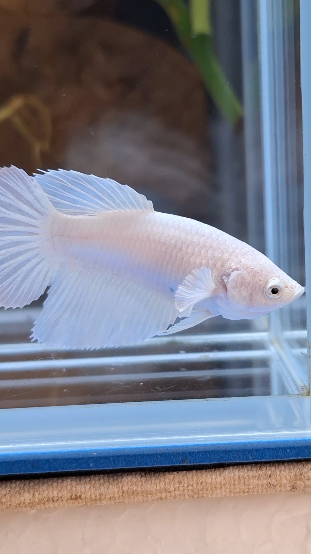 Halfmoon White Platinum Female Betta Fish For Sorority / Breed