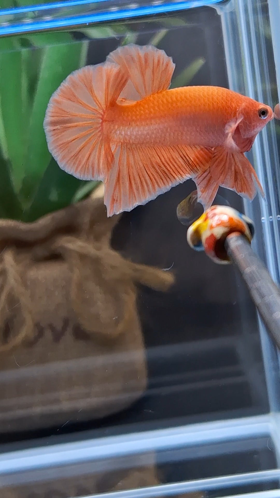 Orange Solid Premium Plakat HMPK Betta Fish Male