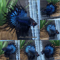 King Crowntail Black Orchid Rare Betta Fish Male