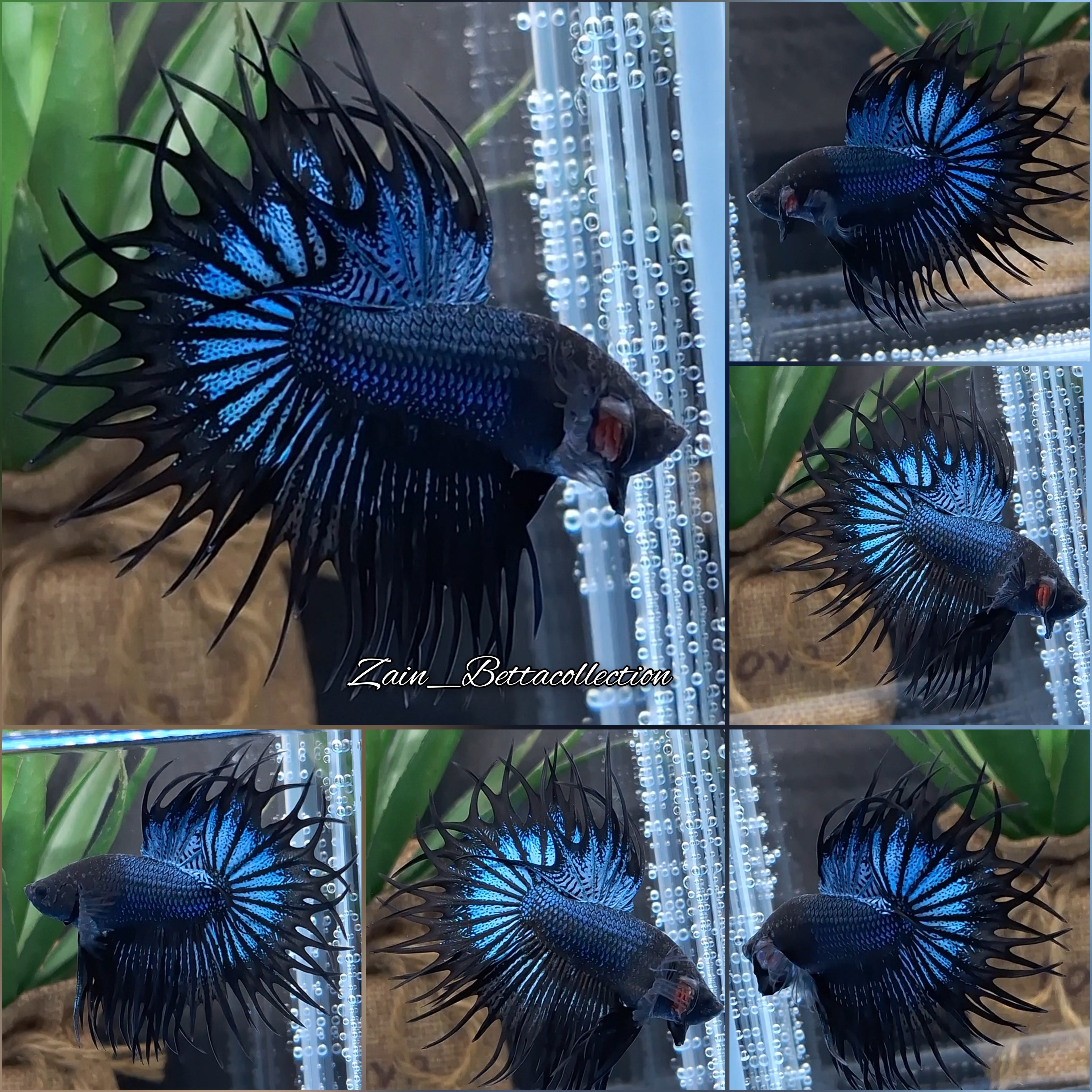 King Crowntail Black Orchid Rare Betta Fish Male