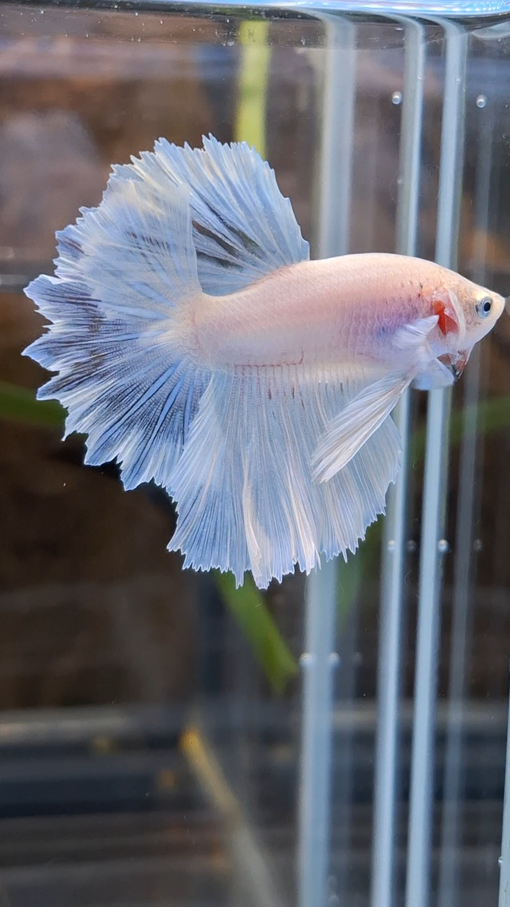 Junior Halfmoon Feathertail White Unicorn Betta Fish Male