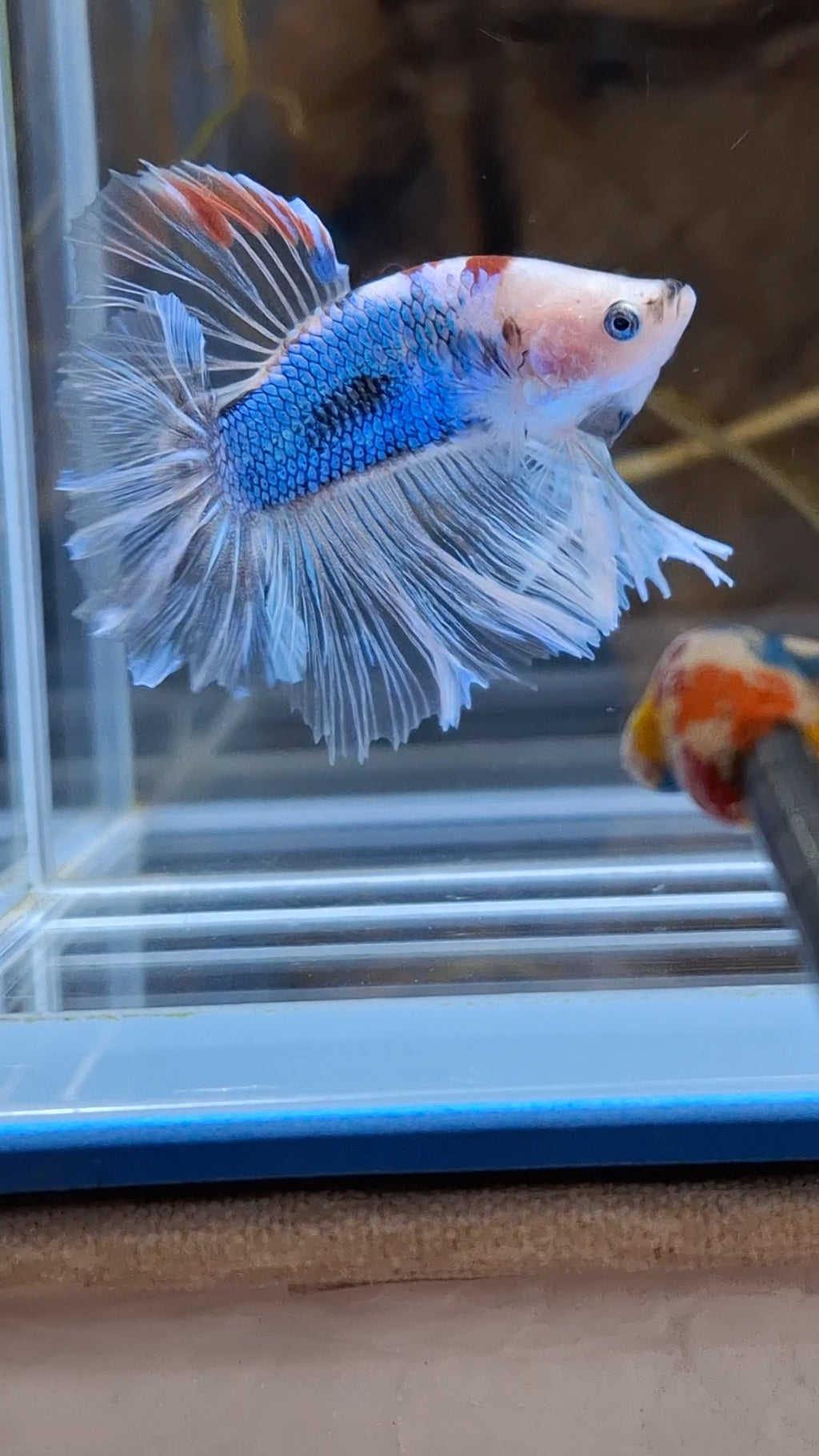 Halfmoon King Feathertail Monkay Face Fancy Rare Betta Fish Male