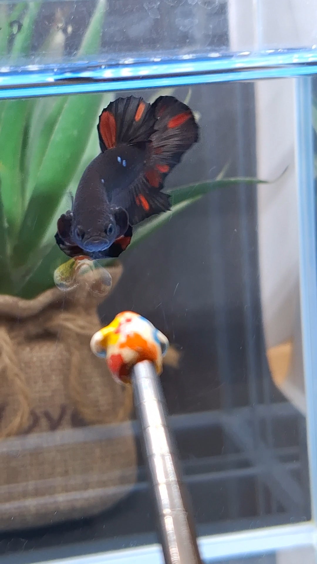 Avatar Black Red Vampire Fire Plakat HMPK Betta Fish Male