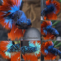 Halfmoon Avatar Nebula Luxury Betta Fish Male