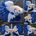 Halfmoon Blue Rim Betta Fish Male