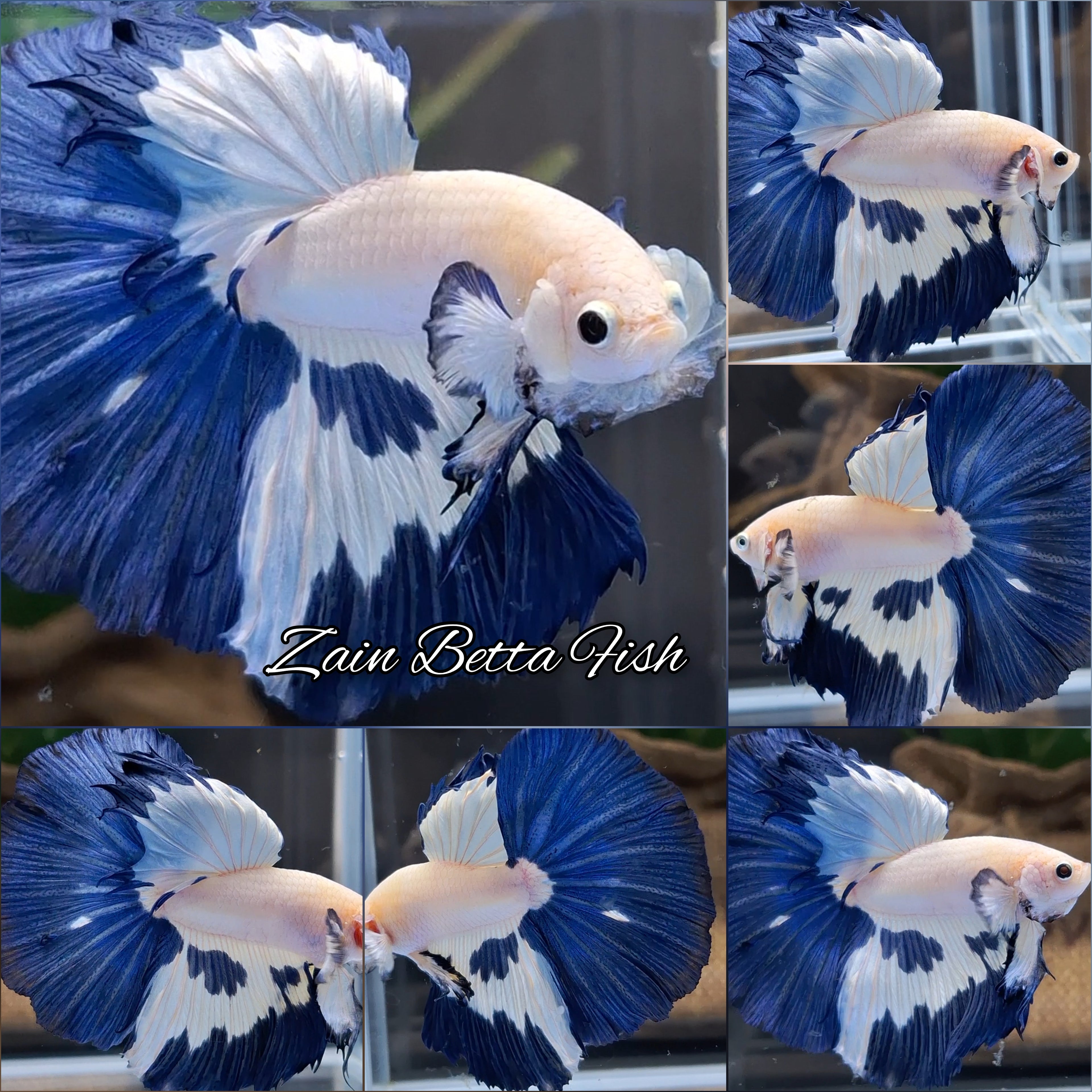 Halfmoon Blue Rim Betta Fish Male
