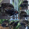 Batman Double Tail Black Mamba HMPK Betta Fish Male