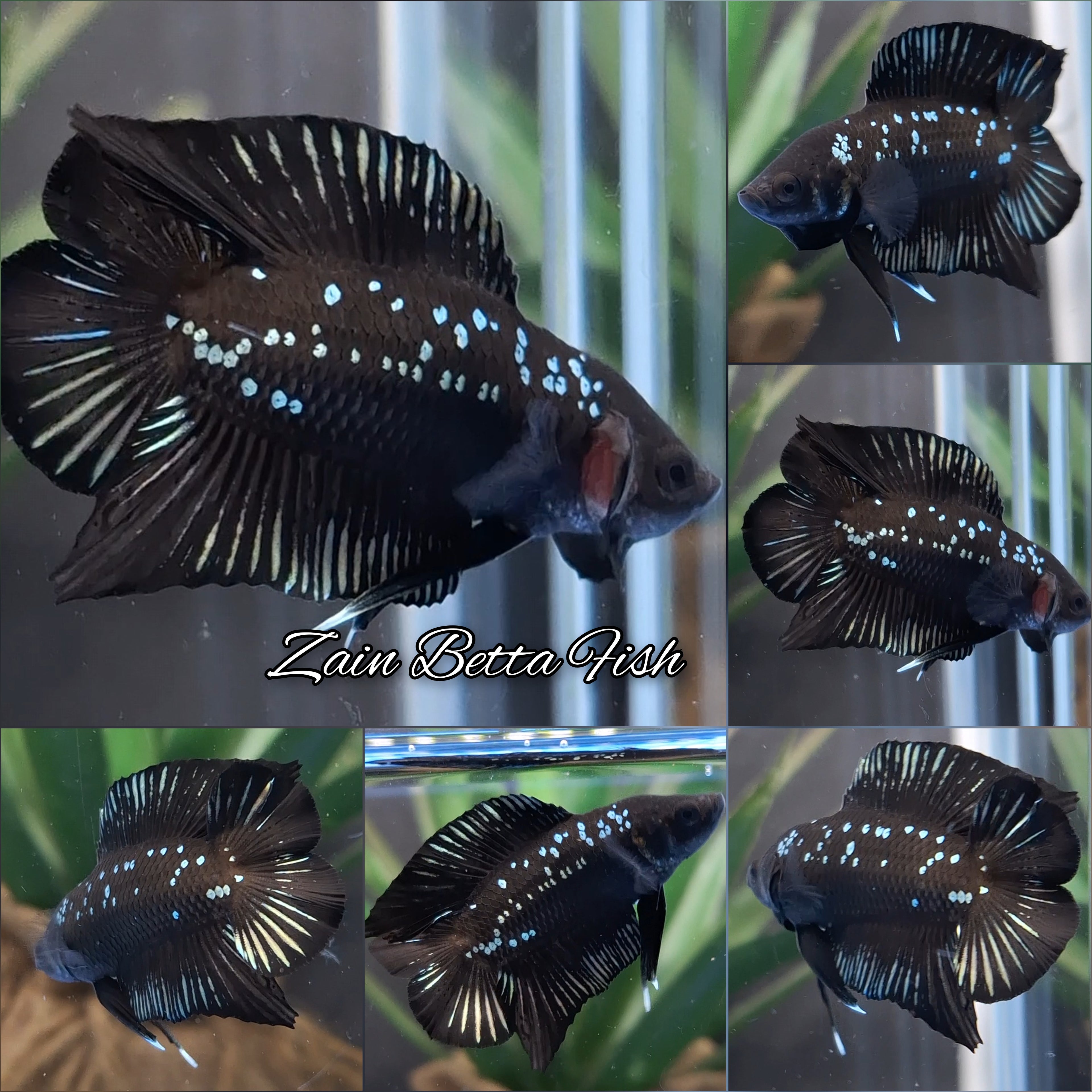Batman Double Tail Black Mamba HMPK Betta Fish Male