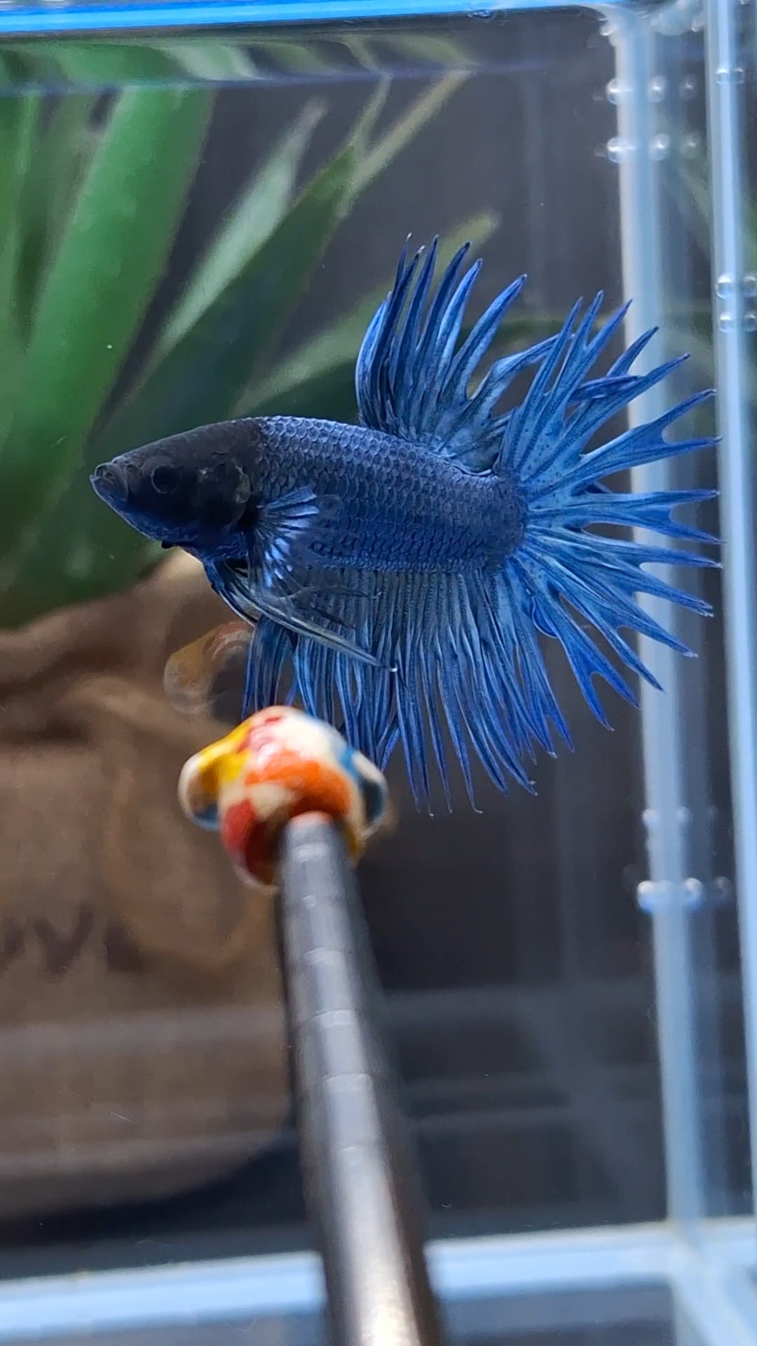 Crowntail Blue Betta Fish Male