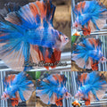 Candy Koi Fire Double Tail Halfmoon Betta Fish Male