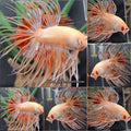 Crowntail Armagedon Dalmation Betta Fish Male