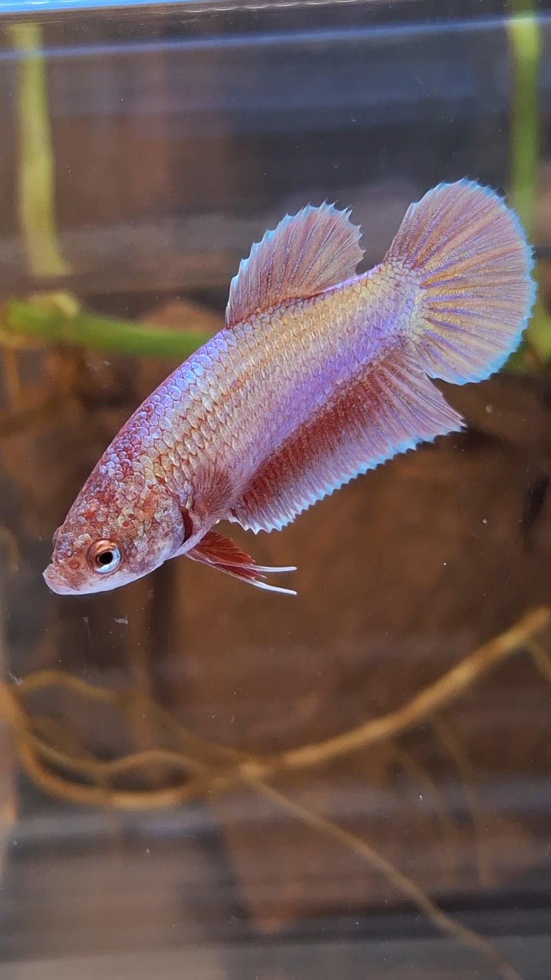 Purple Pink Aurora Plakat HMPK Female Betta Fish For Sorority / Breed