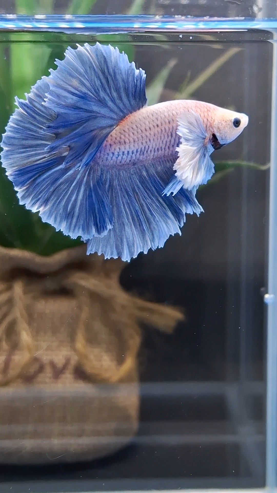 Halfmoon Rosetail Rose Dumbo Ear Grizzle Betta Fish Male
