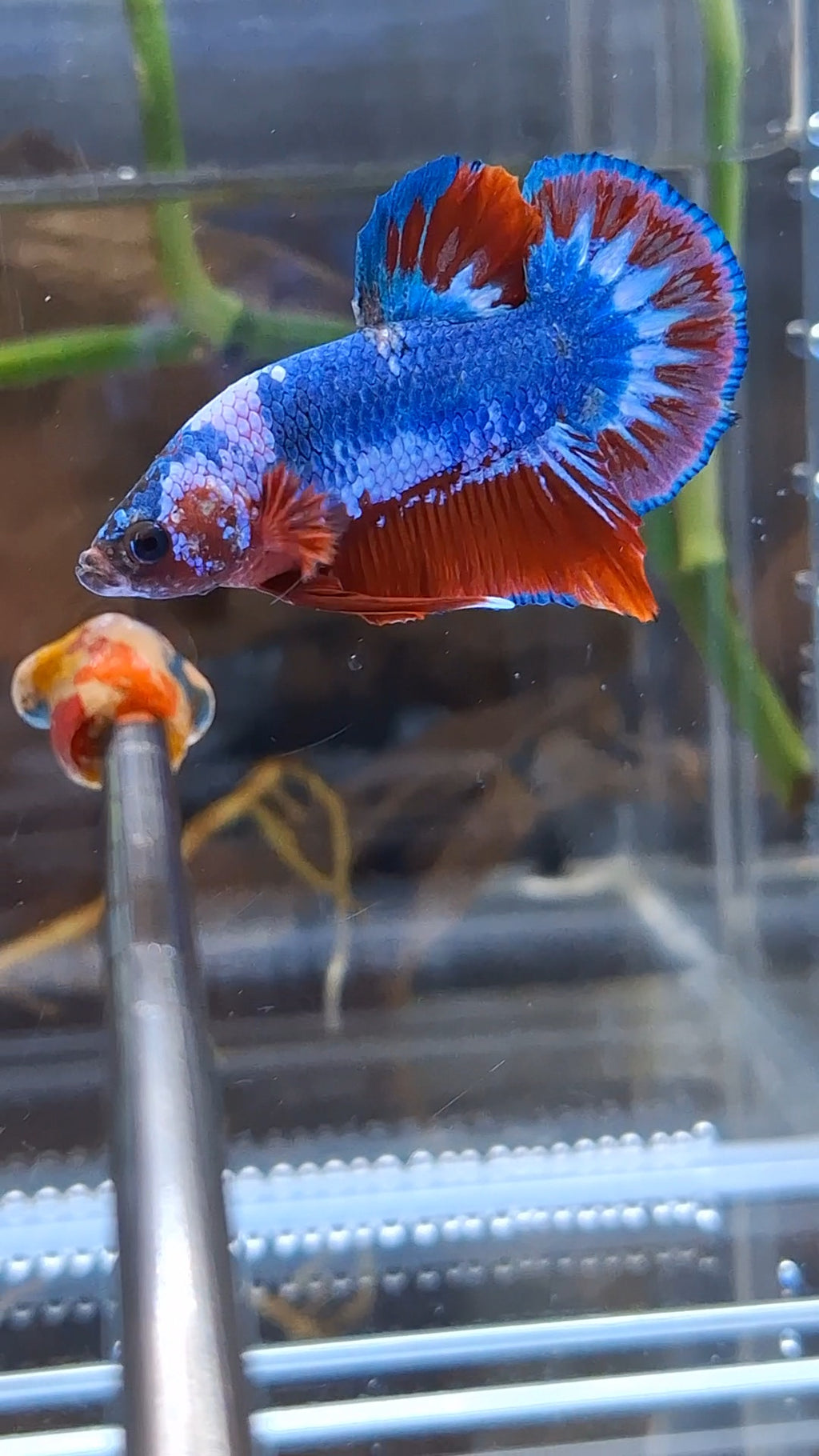 Fancy Blue WS Plakat HMPK Betta Fish Male