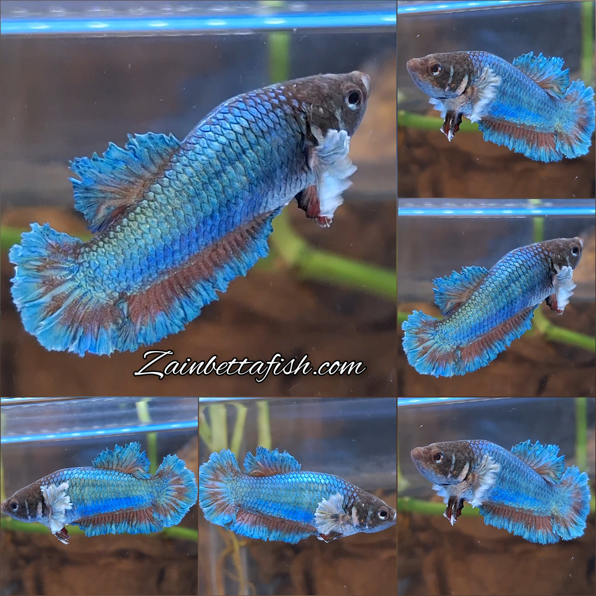 King Feathertail Rose Dumbo Ear Green Turquoise Female Betta Fish For Sorority / Breed