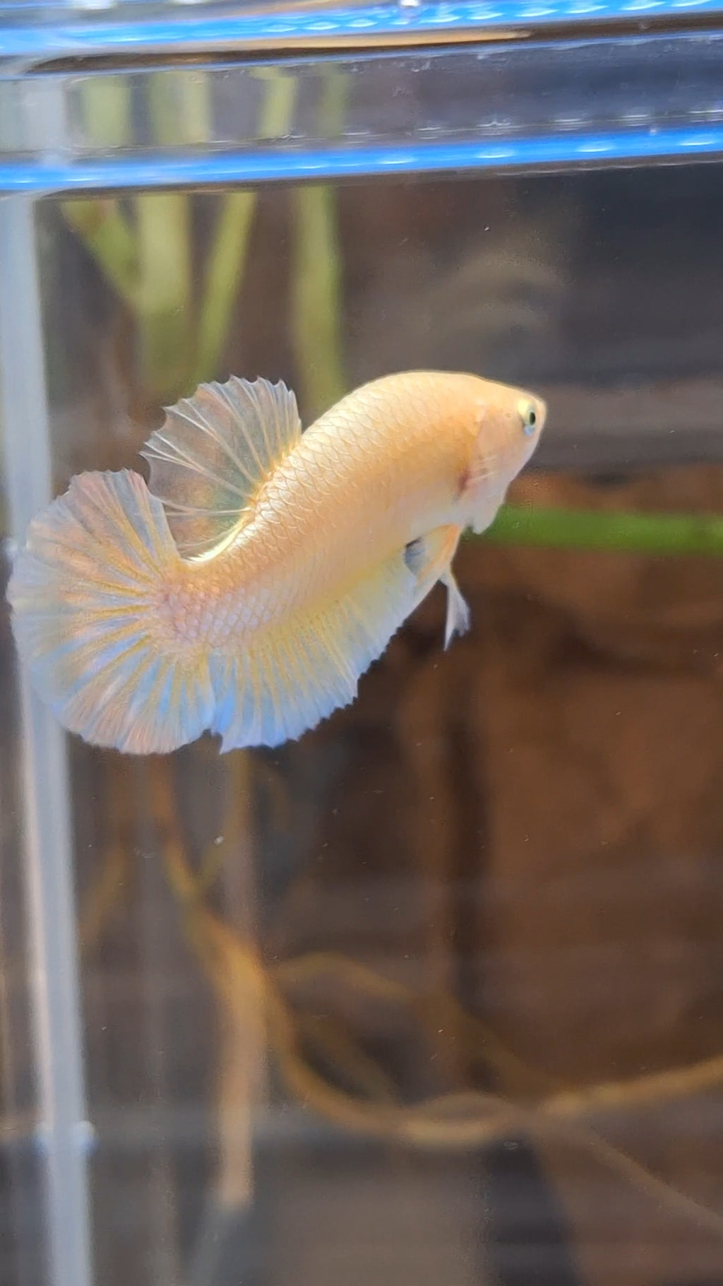 Gold Plakat HMPK Betta Fish Male