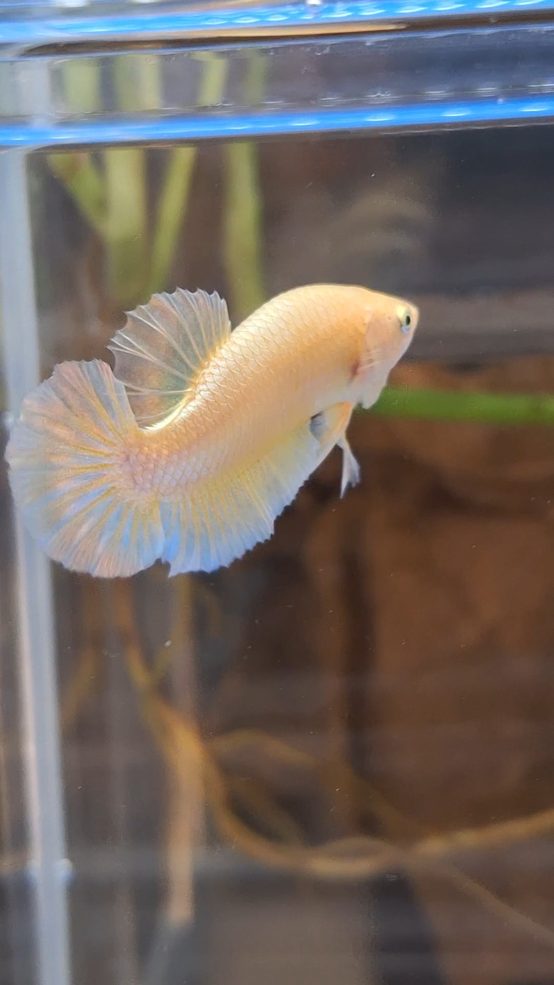 Gold Plakat HMPK Betta Fish Male