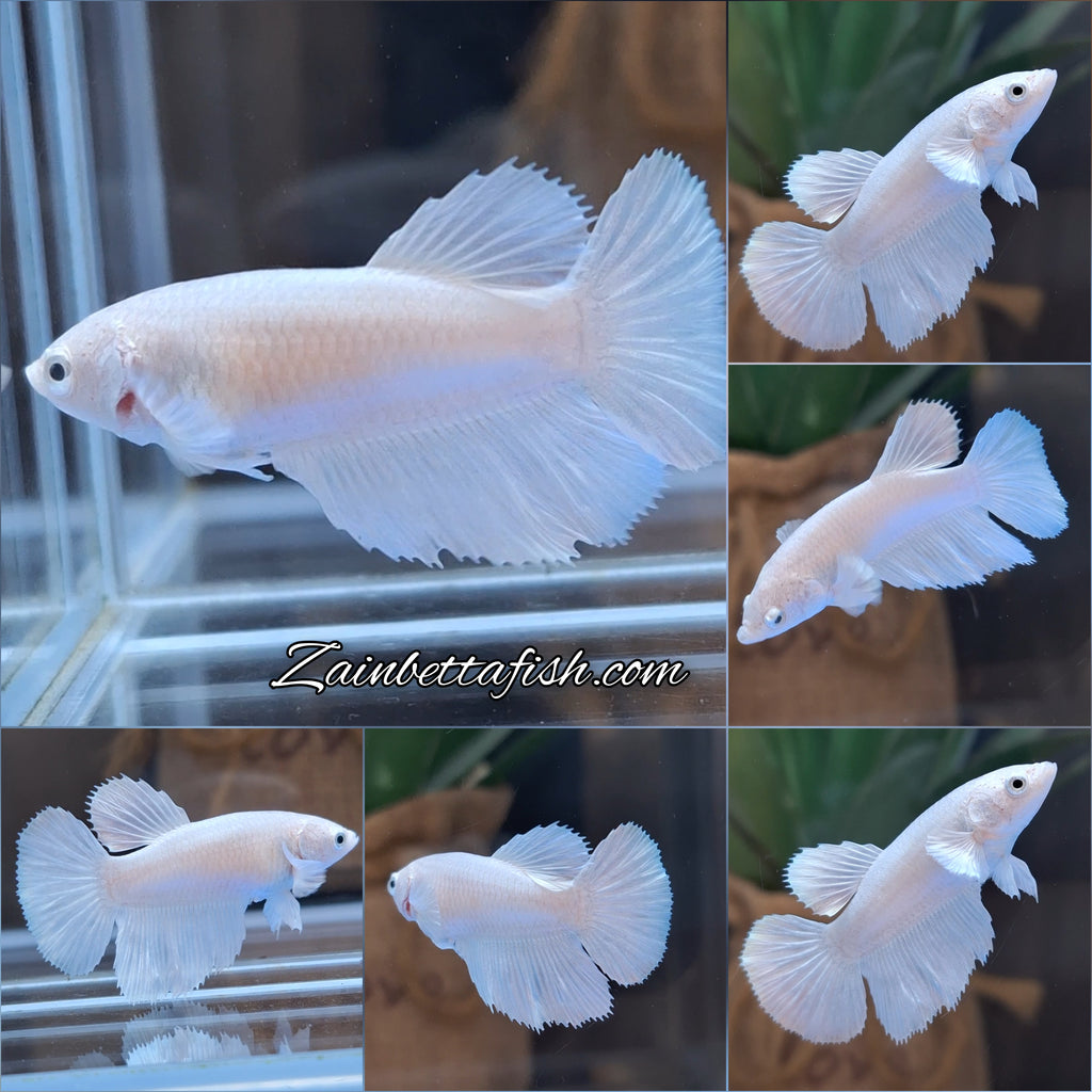Halfmoon White Platinum Female Betta Fish For Sorority and Breed