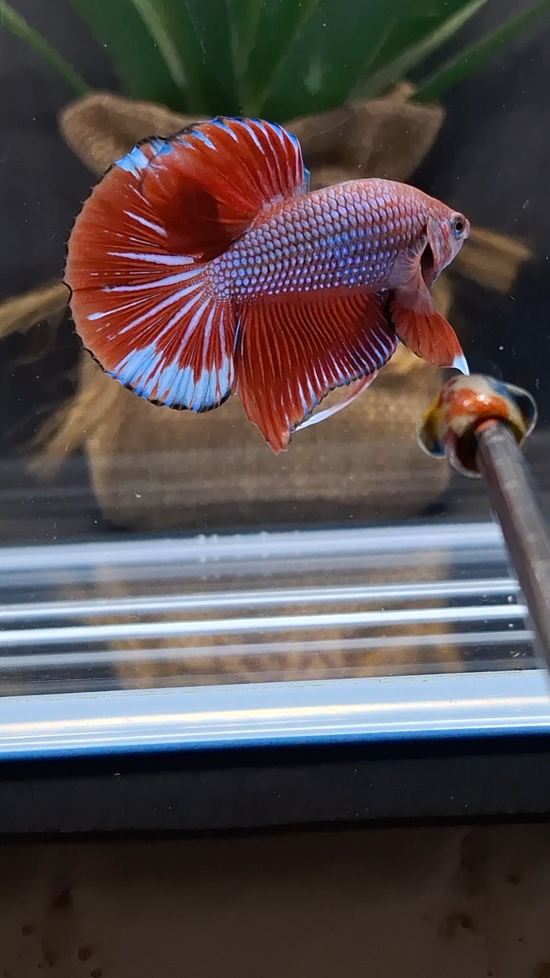 Big Tail HMPK Betta Fish Male