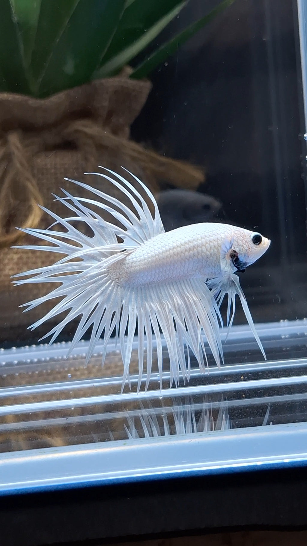 Crowntail White Platinum Betta Fish Male