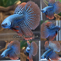 Alien Halfmoon Gray Hybrid Wild Rare Betta Fish Male