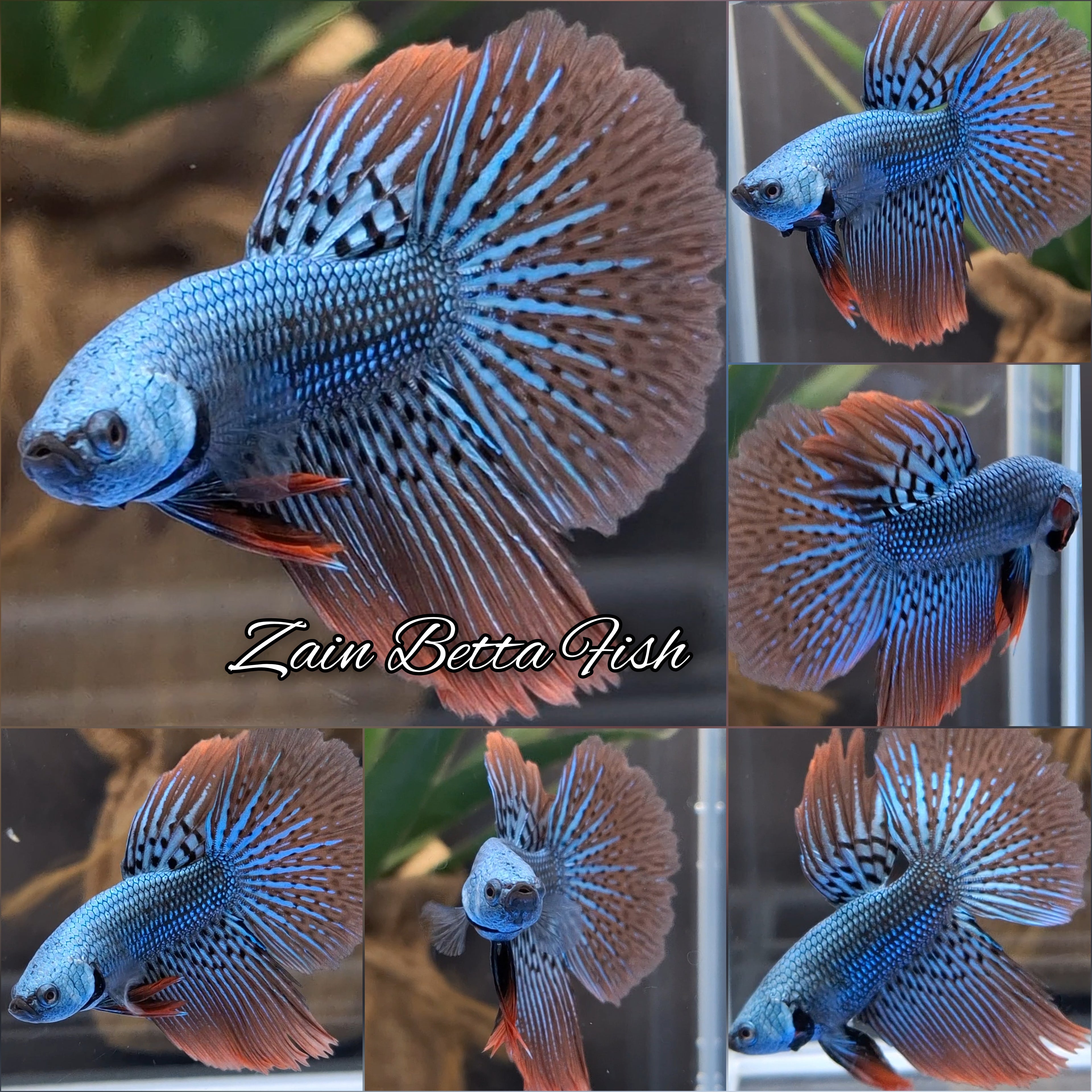 Alien Halfmoon Gray Hybrid Wild Rare Betta Fish Male