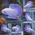 Hologram Aurora Pink Purple Plakat HMPK Rare Betta Fish Male