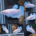 White Unicorn Halfmoon Skyblue Betta Fish Female