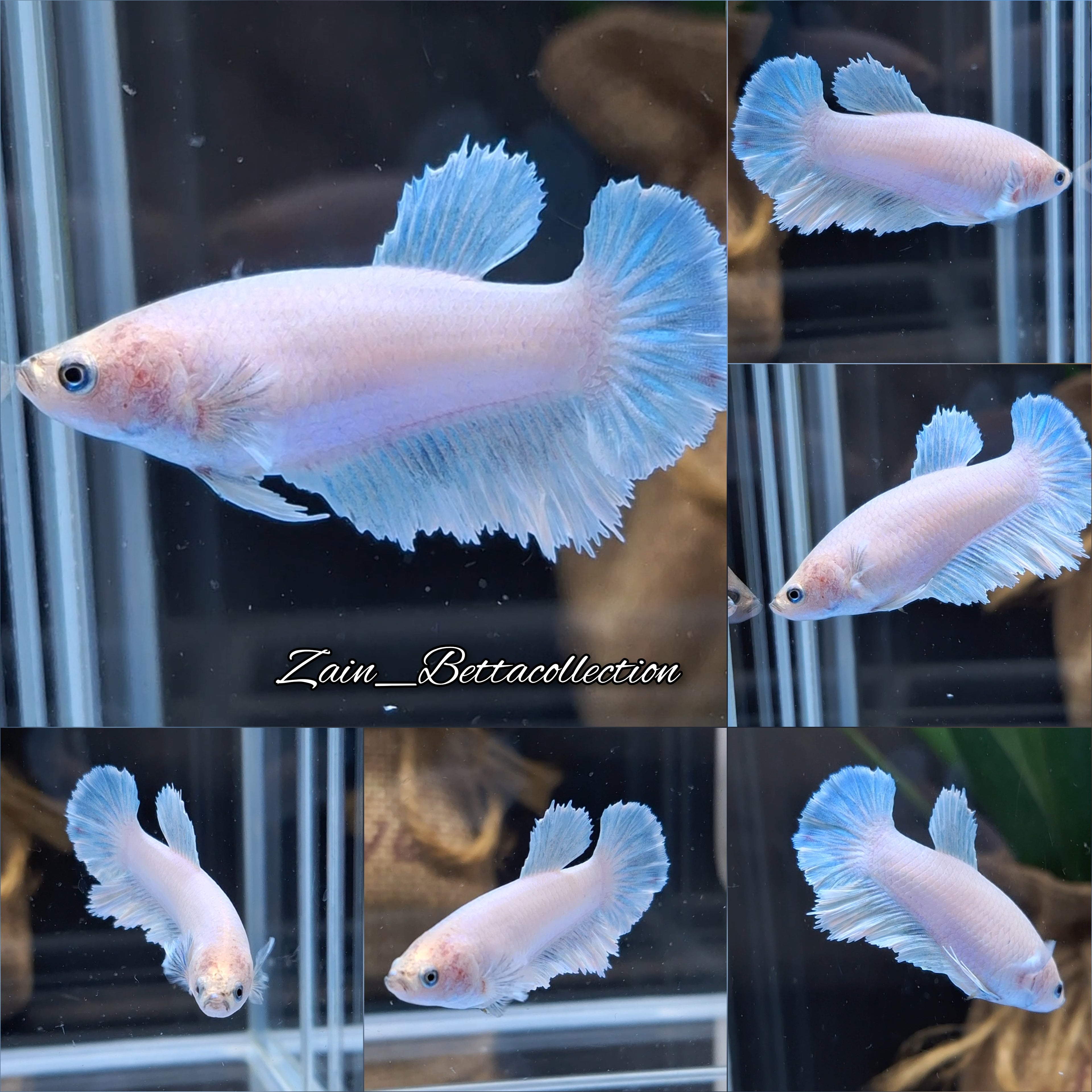 White Unicorn Halfmoon Skyblue Betta Fish Female