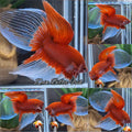 Veiltail Red Butterfly Rare Betta Fish Male