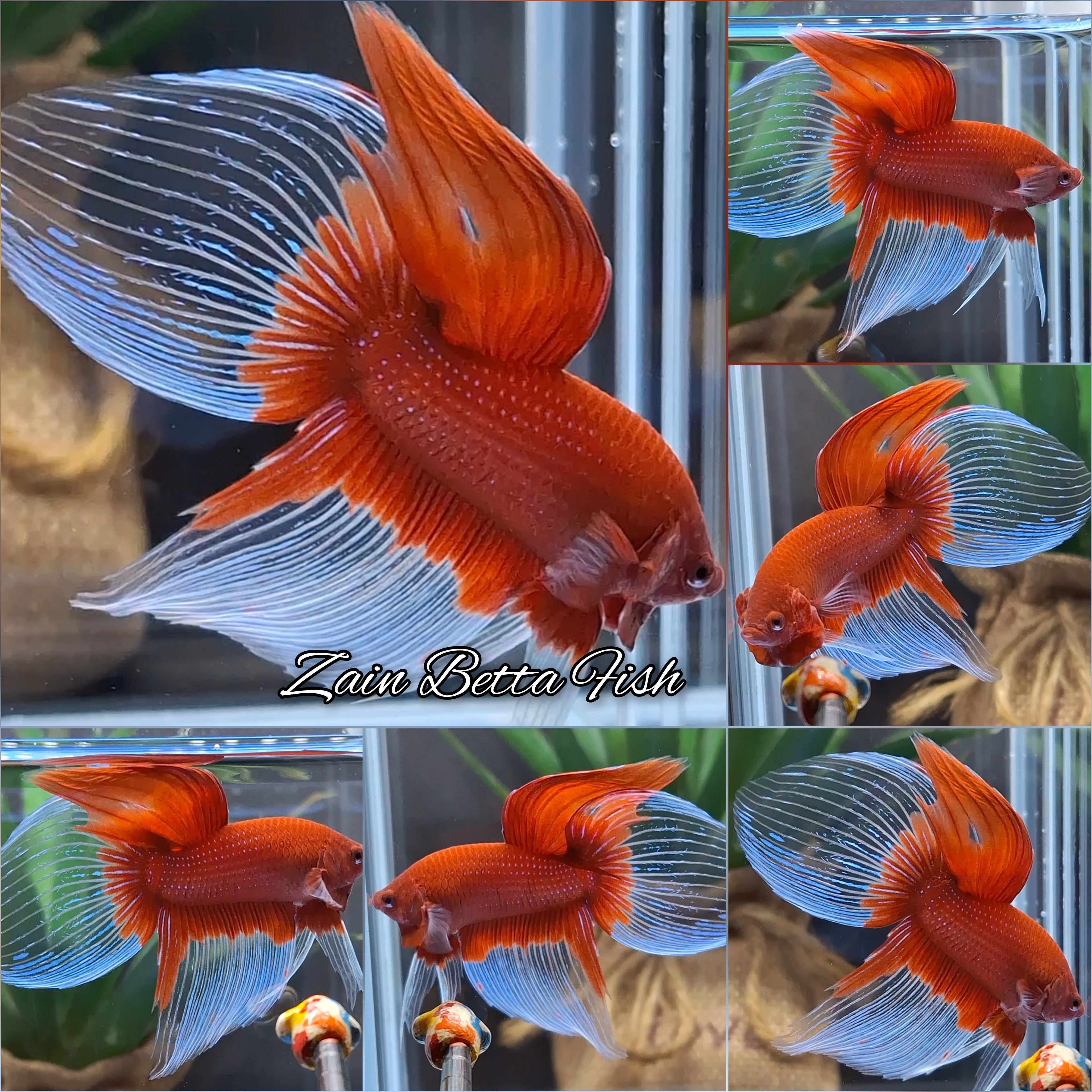 Veiltail Red Butterfly Rare Betta Fish Male