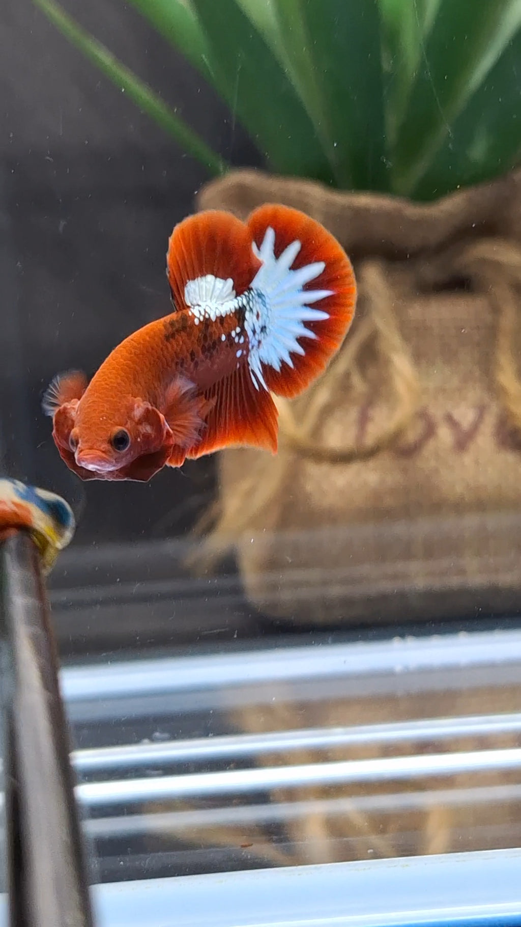 Red Fancy Copper FCCP Startail Plakat HMPK Betta Fish Male