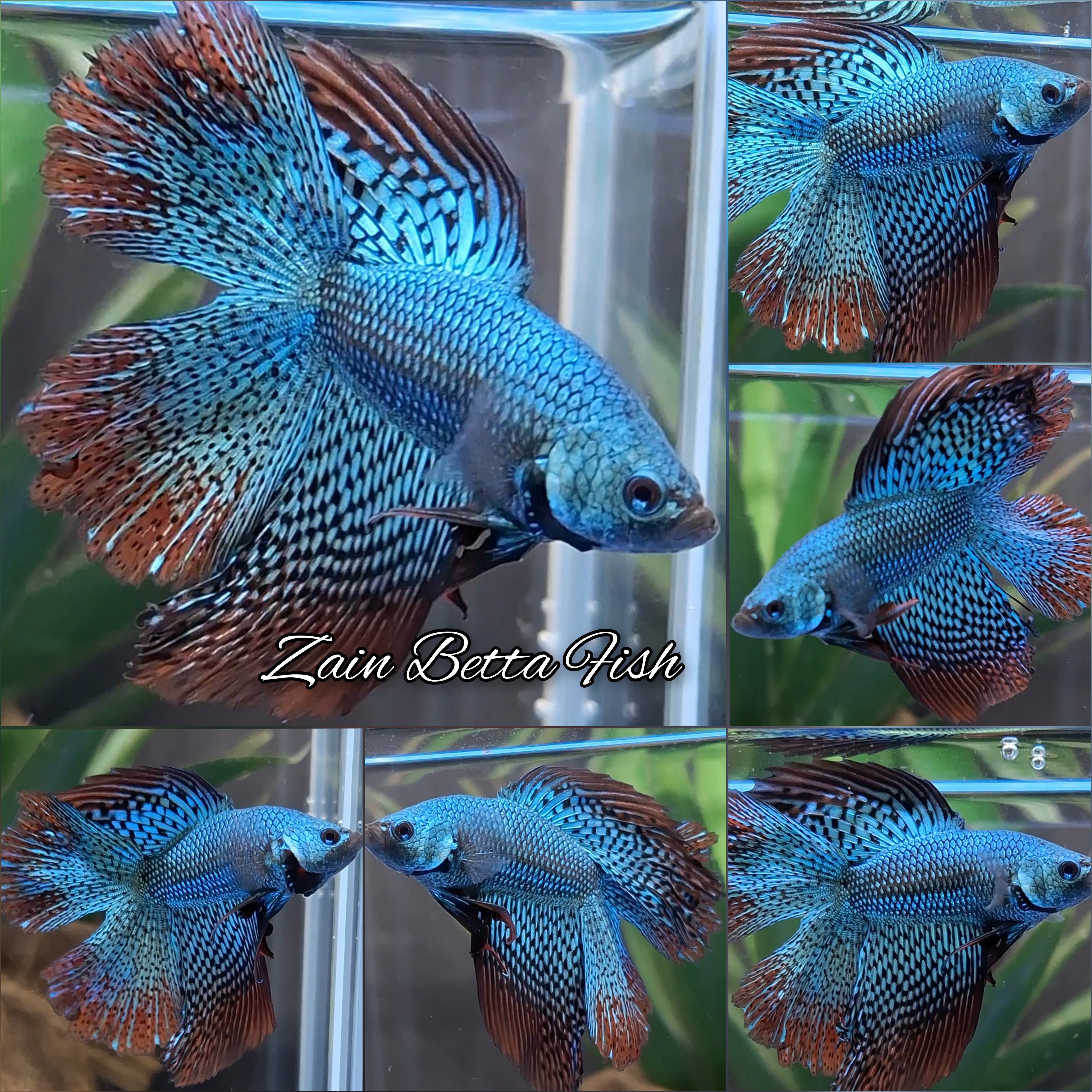 Alien Double Tail Halfmoon Hybrid Rare Wild Betta Fish Male