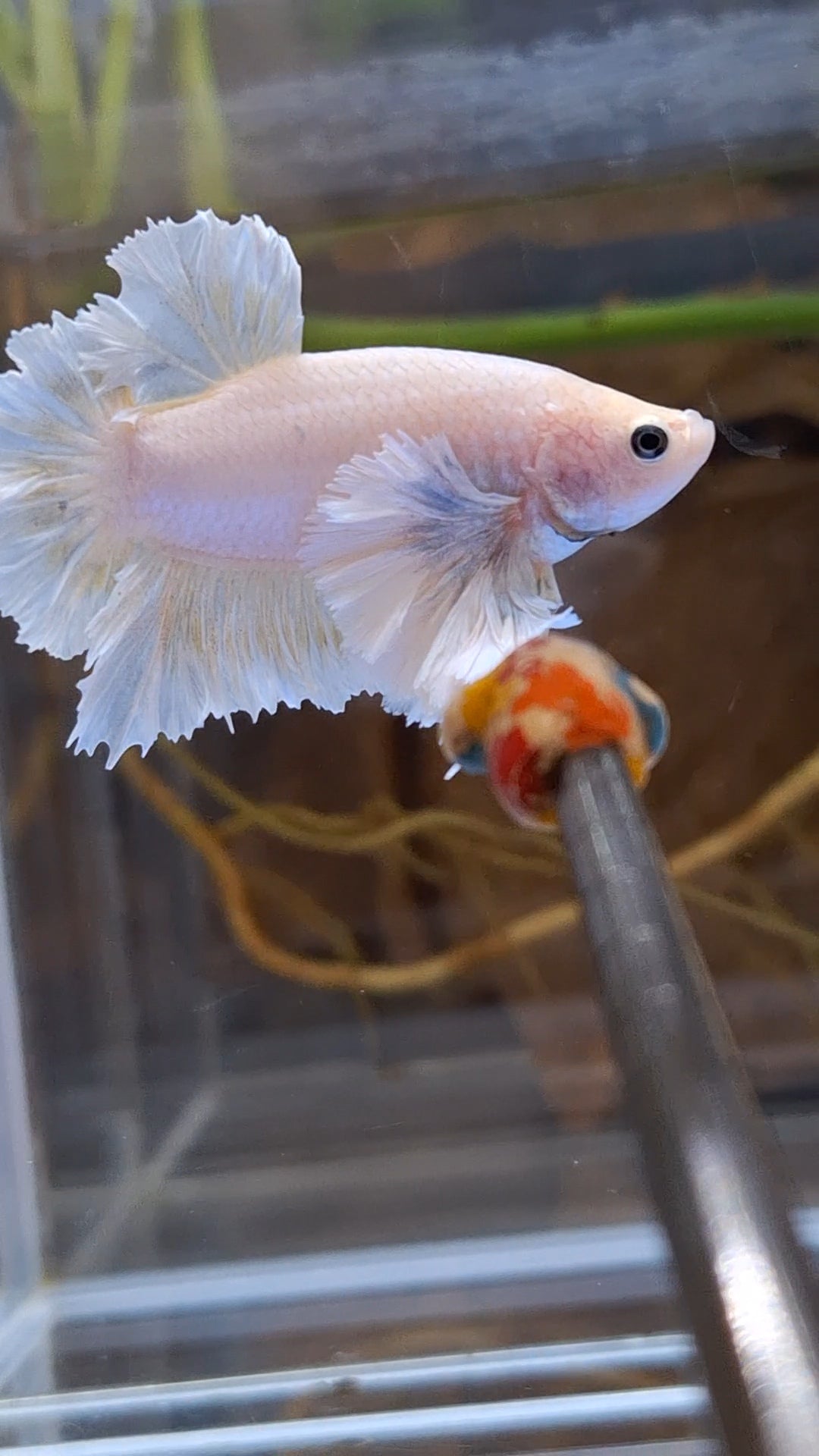 Premium Super Dumbo Ear Rose Rare Betta Fish Male