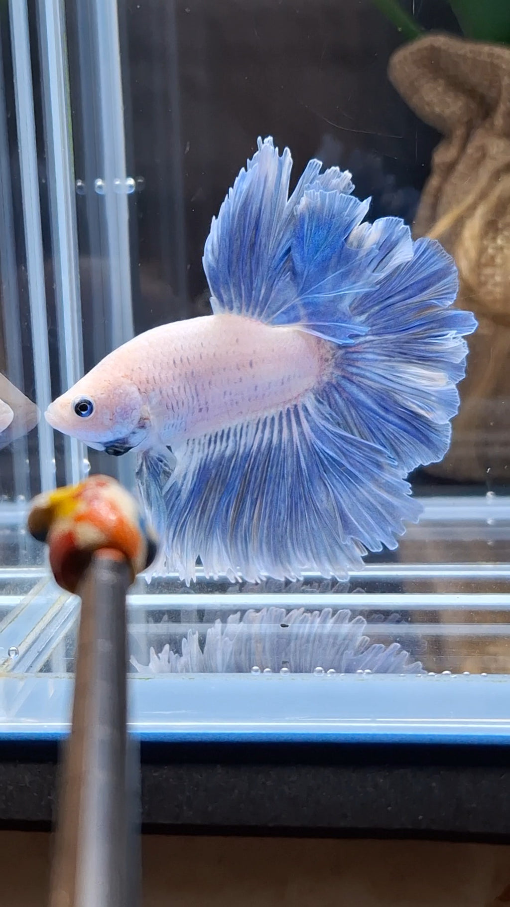 Halfmoon Feathertail Blue Sky Grizzle Betta Fish Male