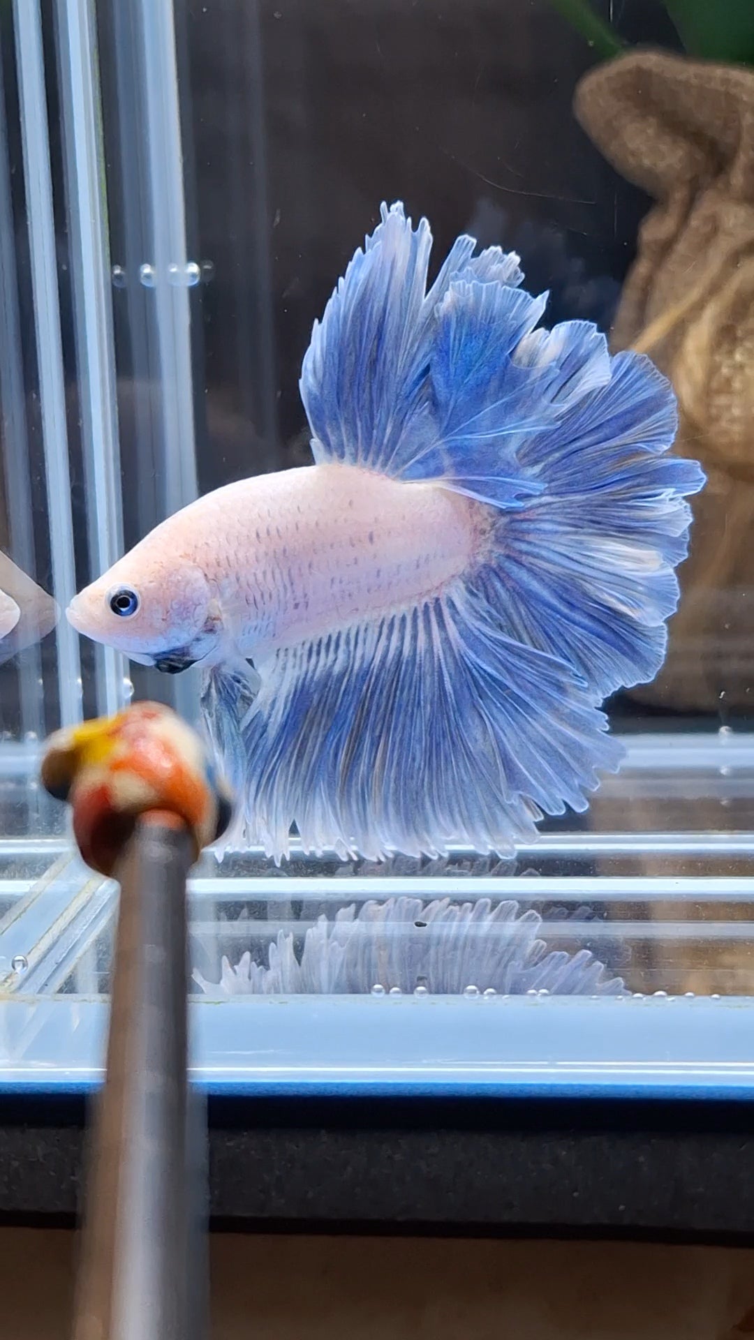 Halfmoon Feathertail Blue Sky Grizzle Betta Fish Male