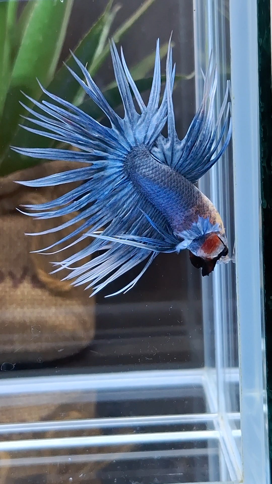 Crowntail Grizzle Betta Fish Male