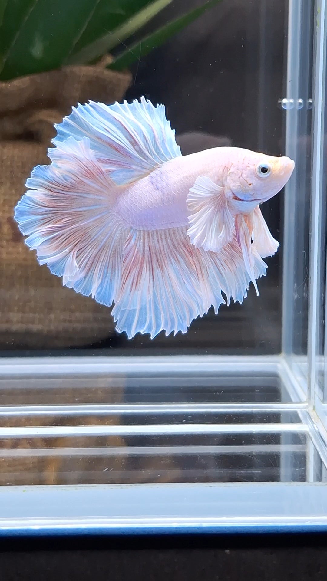 Halfmoon King Feathertail Rose Dumbo Ear Pink Butterfly Betta Fish Male
