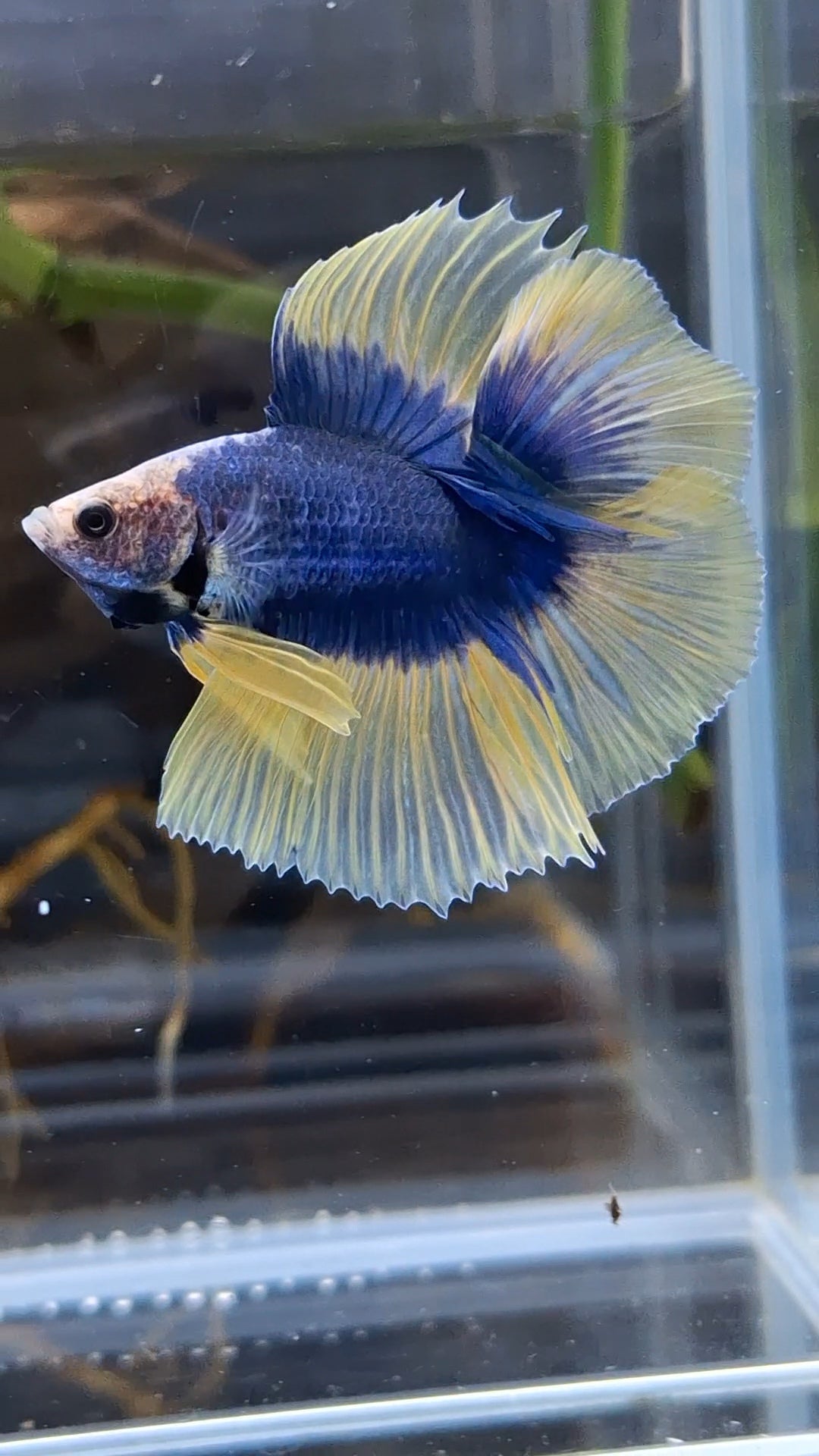 Halfmoon Double Tail Mascot Blue With Yellow Betta Fish Male