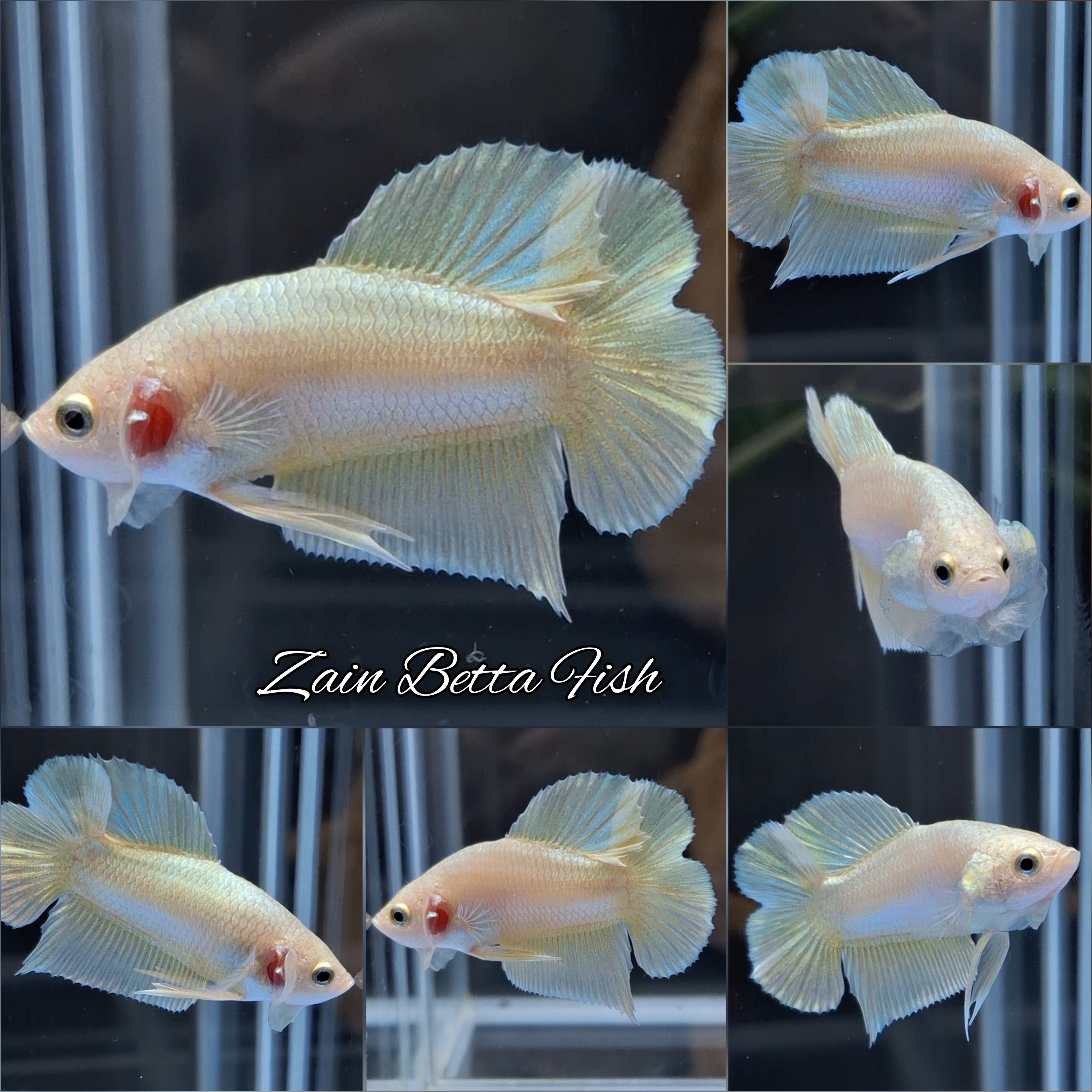 Junior Gold Double Tail Plakat DTPK HMPK Betta Fish Male