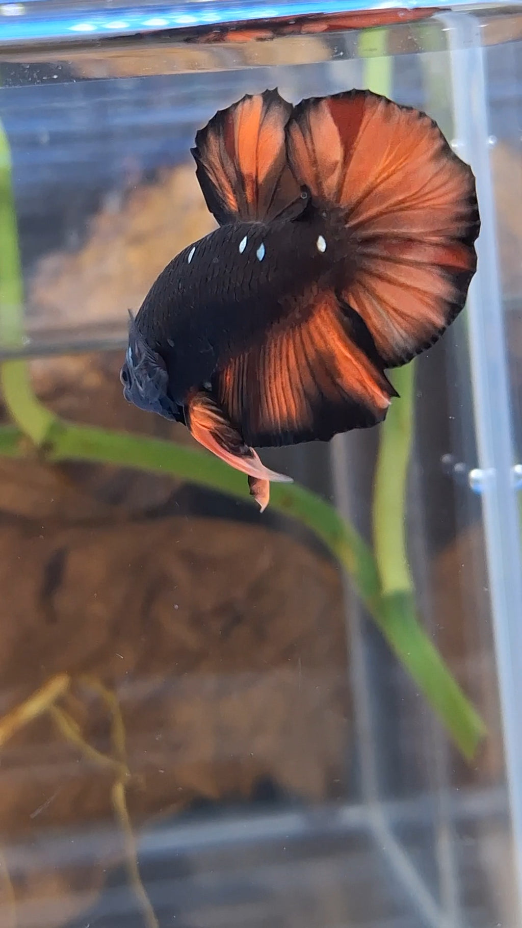 Avatar Nemo Copper Gold Black Variation Plakat HMPK Betta Fish Male