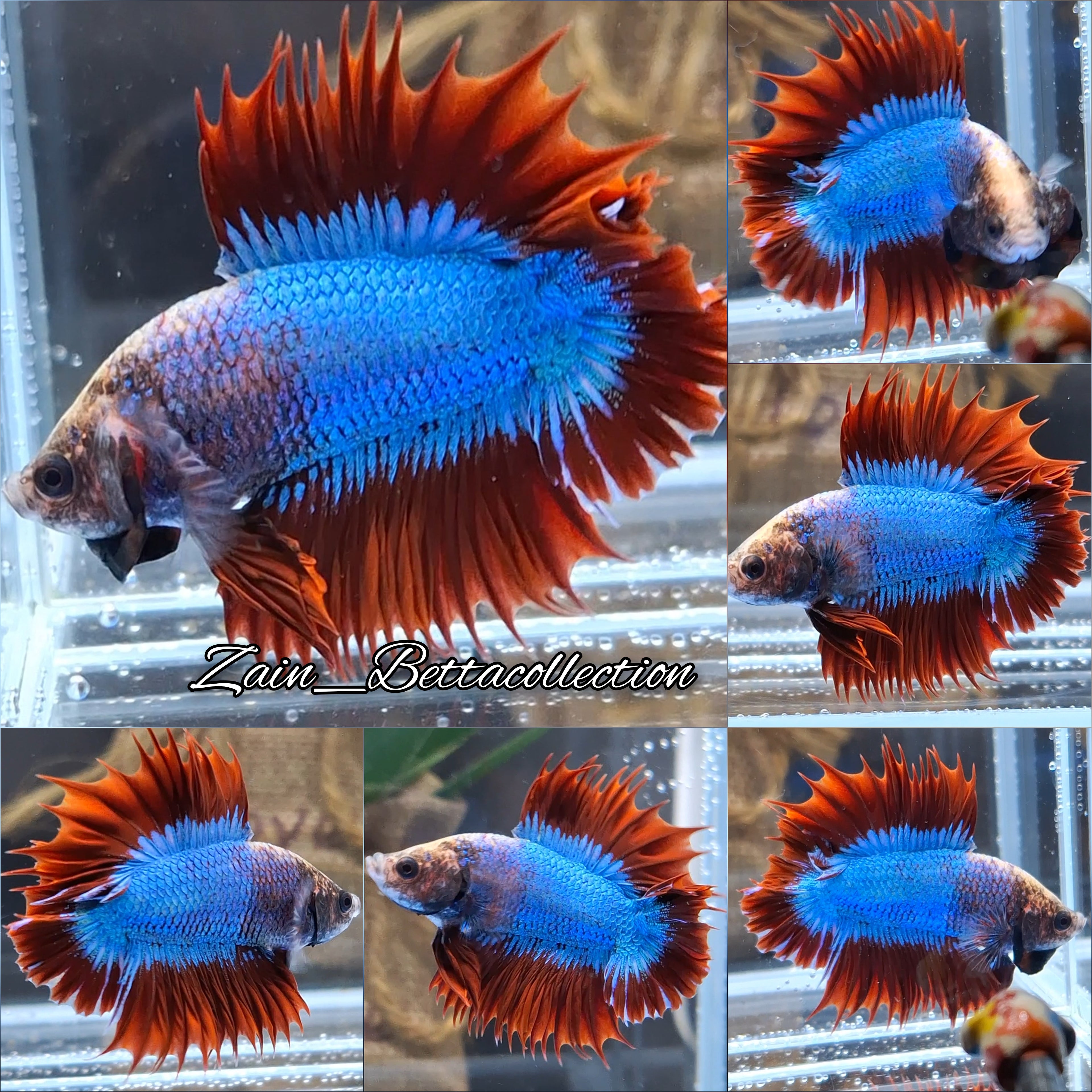 Super Rare Crowntail Double Tail PKCT Betta Fish Male