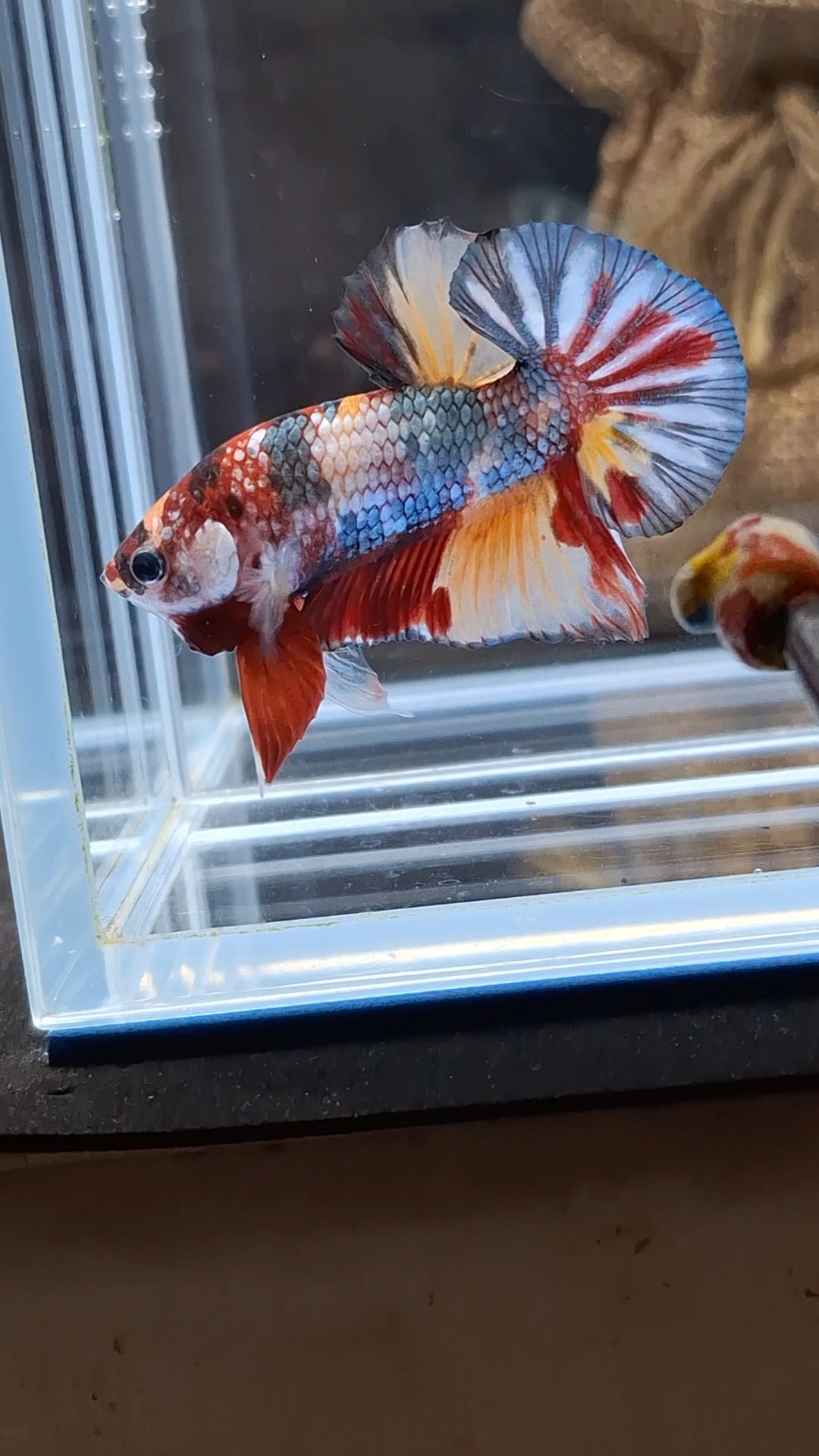 Candy Koi Copper Plakat HMPK Betta Fish Male